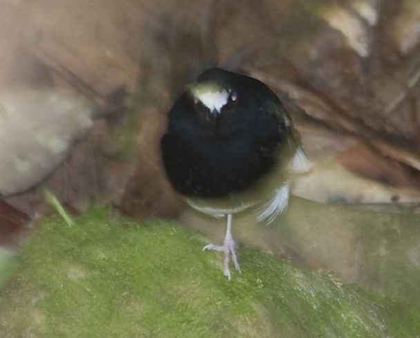 Bornean Forktail - ML631692665