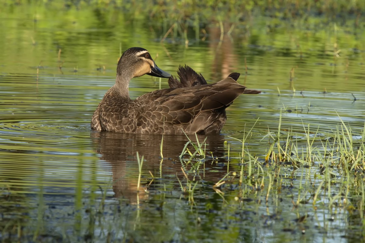 Pacific Black Duck - ML631692873