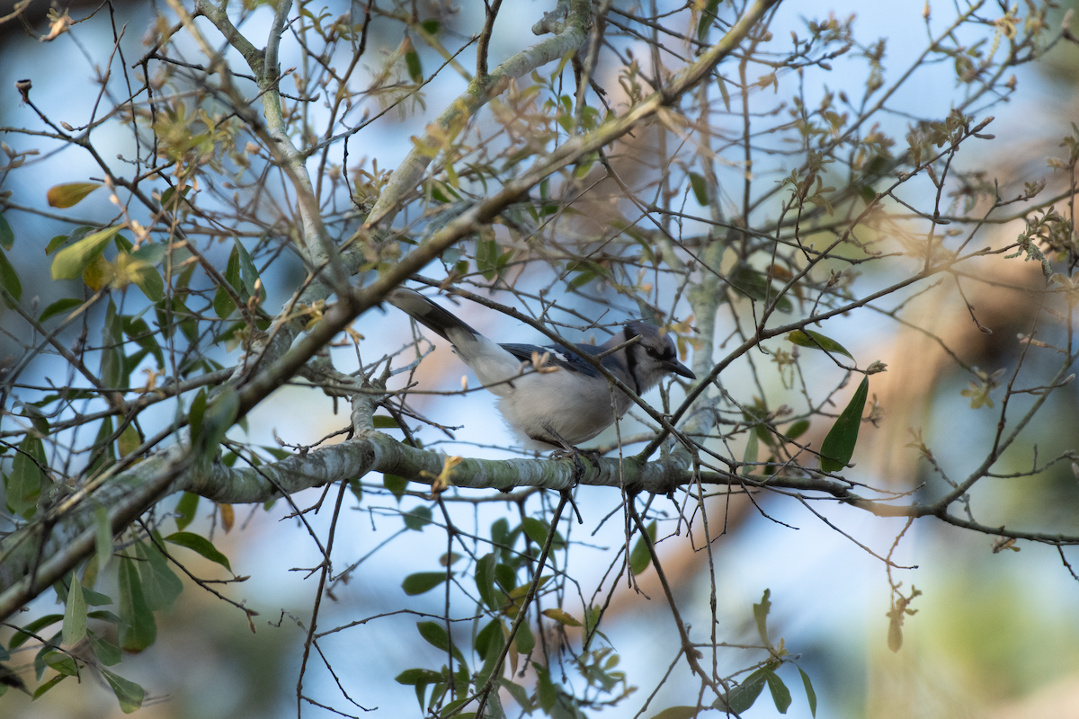 Blue Jay - Thomas Lee