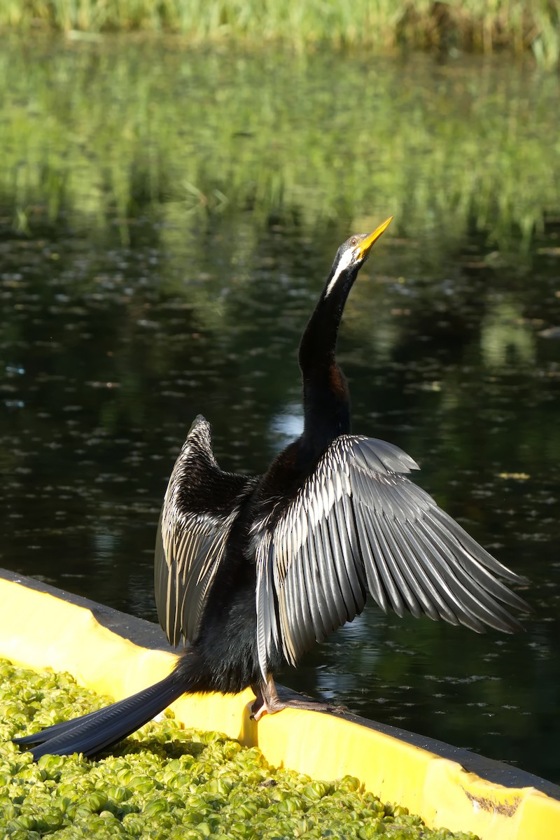 Australasian Darter - ML631692888