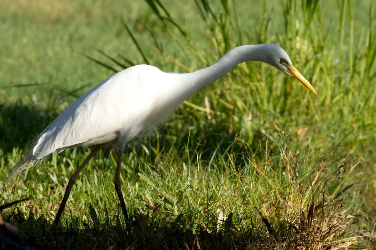 Plumed Egret - ML631692900