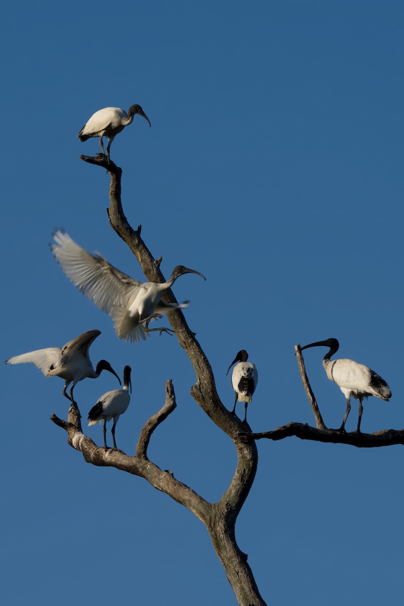 Australian Ibis - ML631692911
