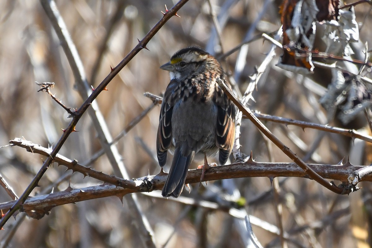 White-throated Sparrow - ML631693011