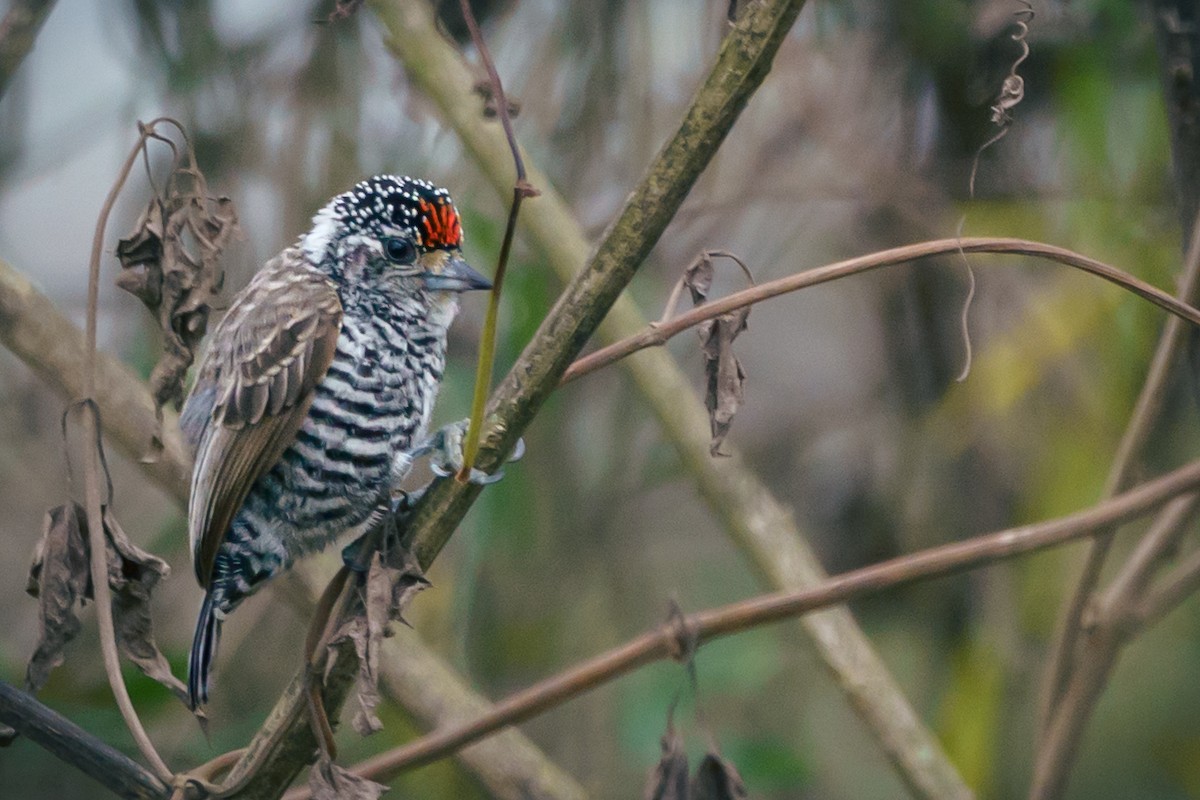 White-barred Piculet - ML631693068