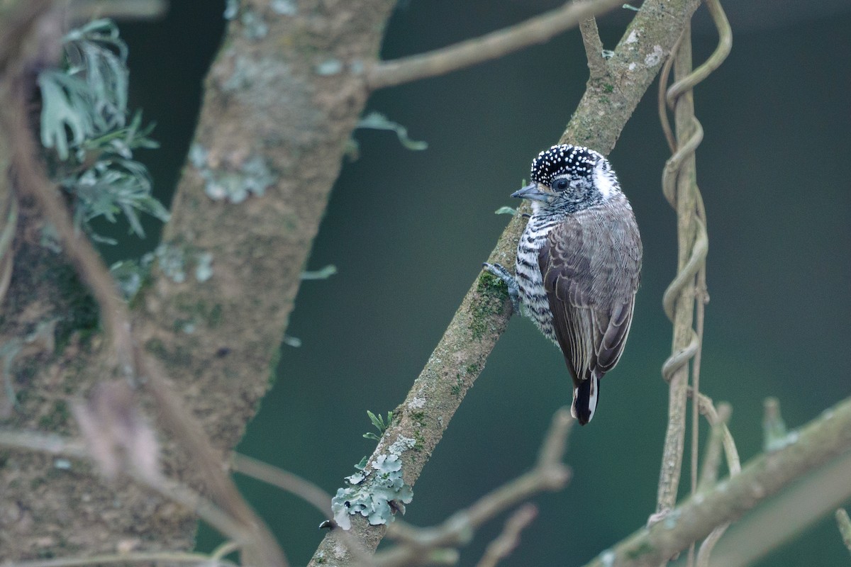 White-barred Piculet - ML631693101