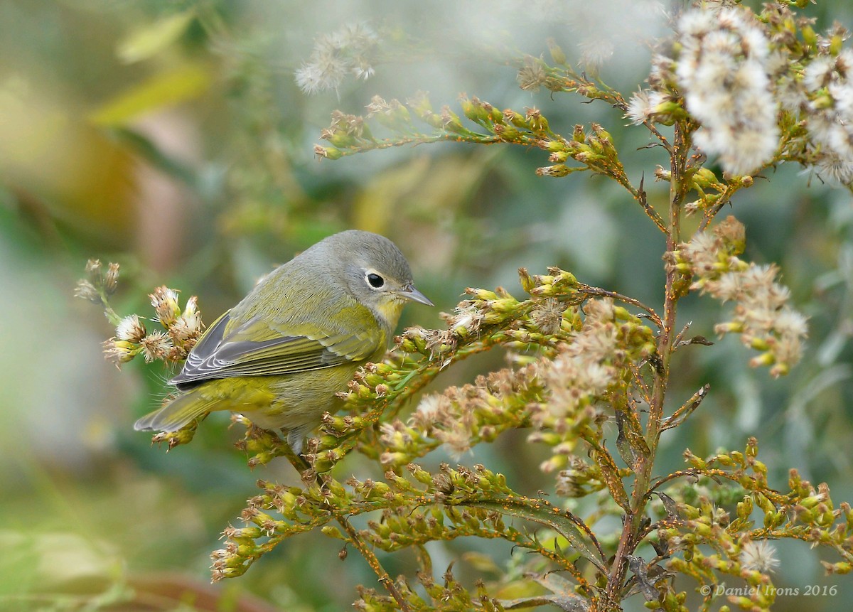 Nashville Warbler - Daniel Irons