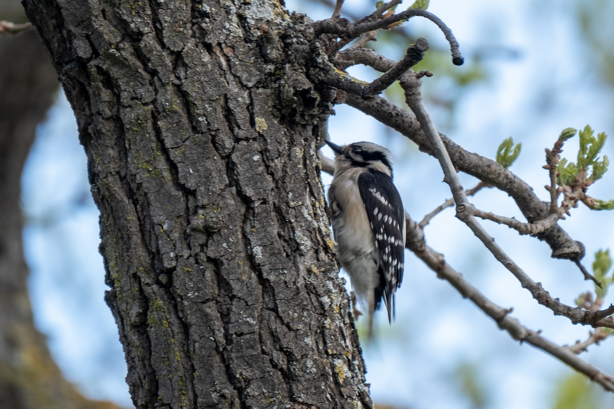 Downy Woodpecker - ML631693331