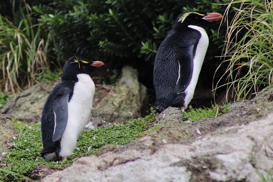 Southern Rockhopper Penguin - ML631693403