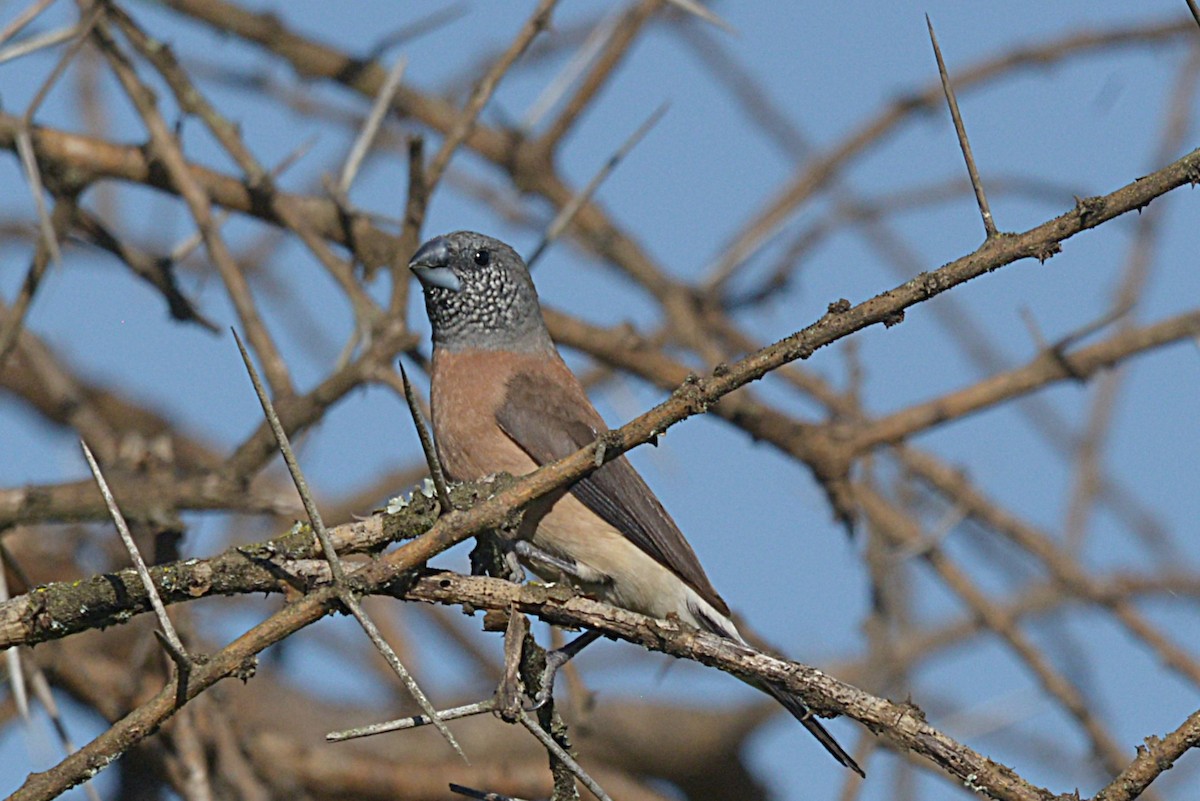 Gray-headed Silverbill - ML631693409