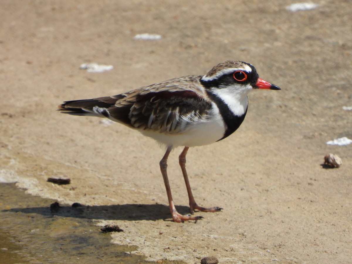 Black-fronted Dotterel - ML631693562