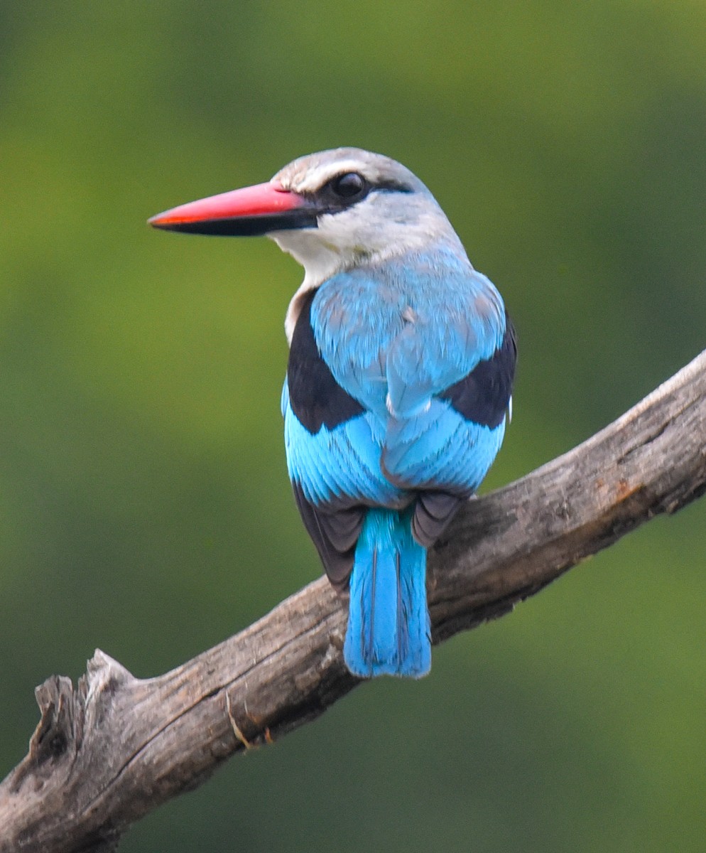 lundisfugl - ML631693756