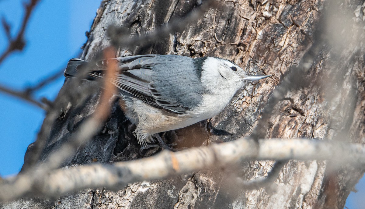 White-breasted Nuthatch - ML631693847