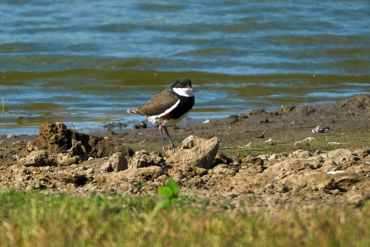 Red-kneed Dotterel - ML631693951
