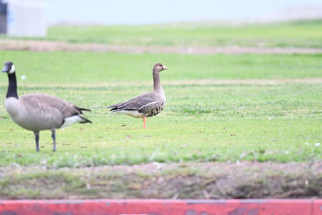 Greater White-fronted Goose - ML631693975