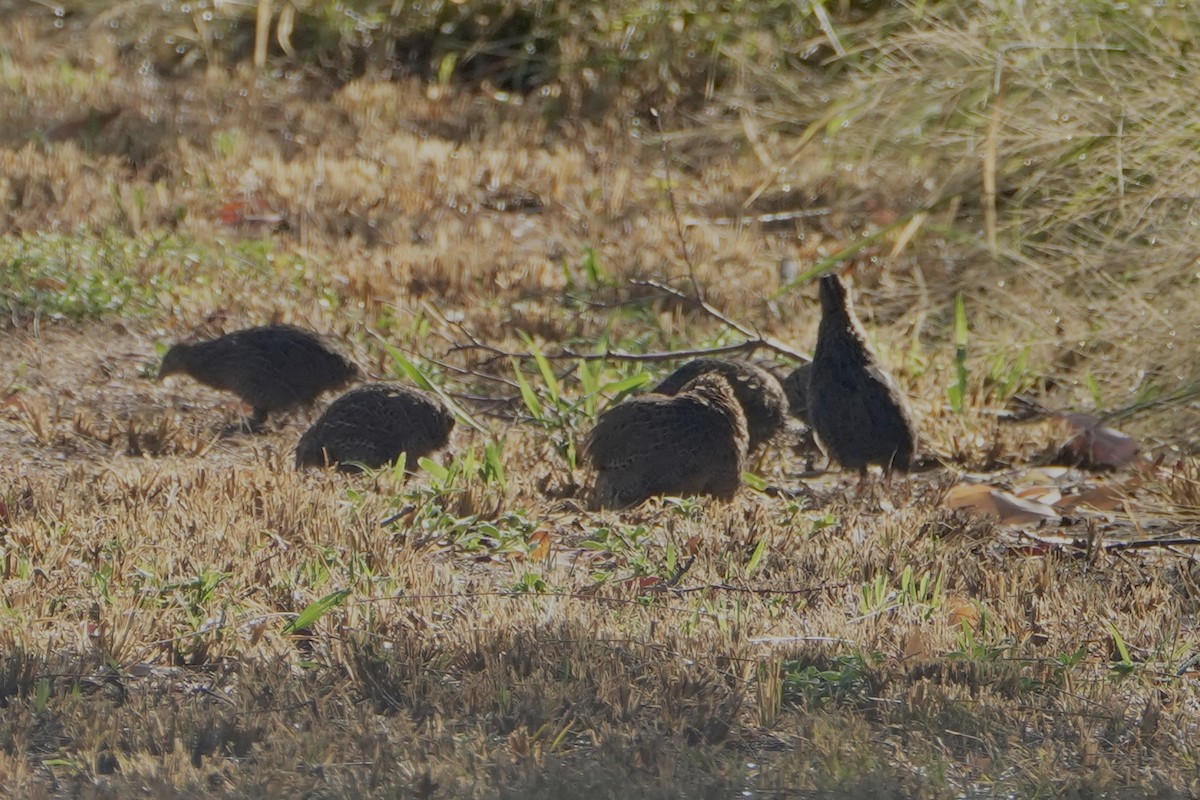 Brown Quail - ML631693982