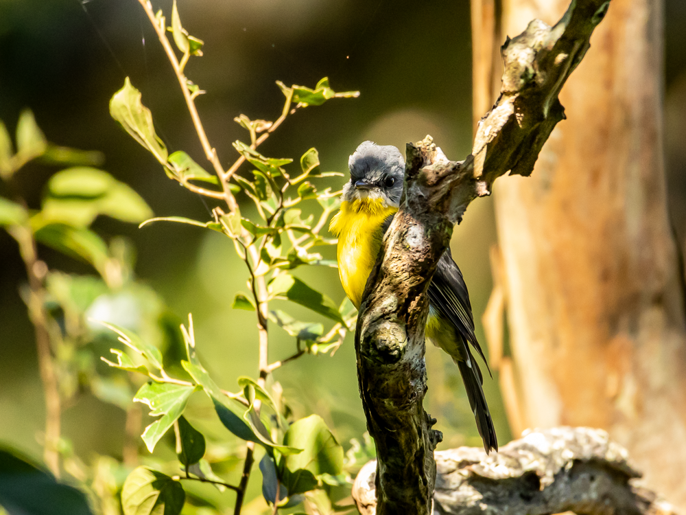 Eastern Yellow Robin - ML631694192