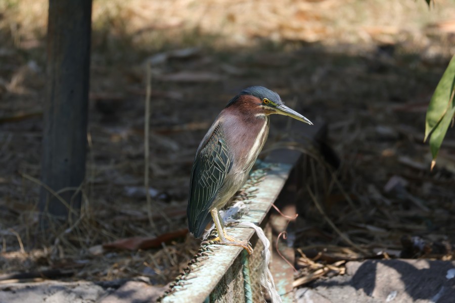 Green Heron - ML631694385