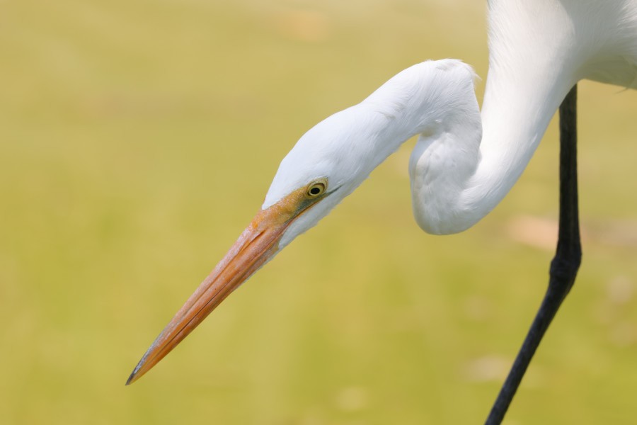 Great Egret - ML631694388