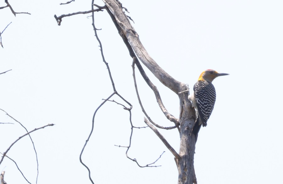 Golden-fronted Woodpecker - ML631694390