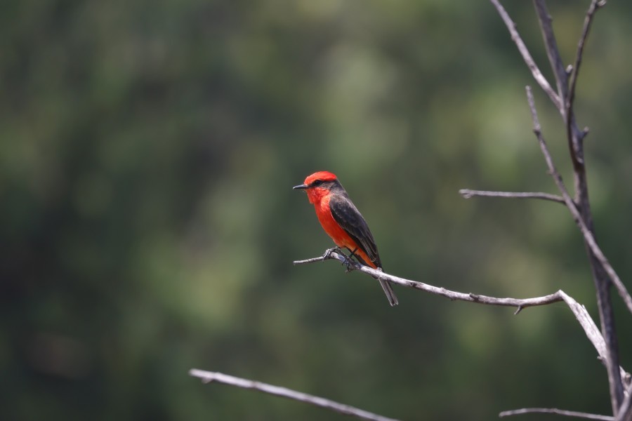 Vermilion Flycatcher - ML631694392