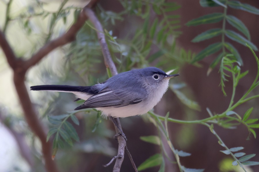 Blue-gray Gnatcatcher - ML631694395