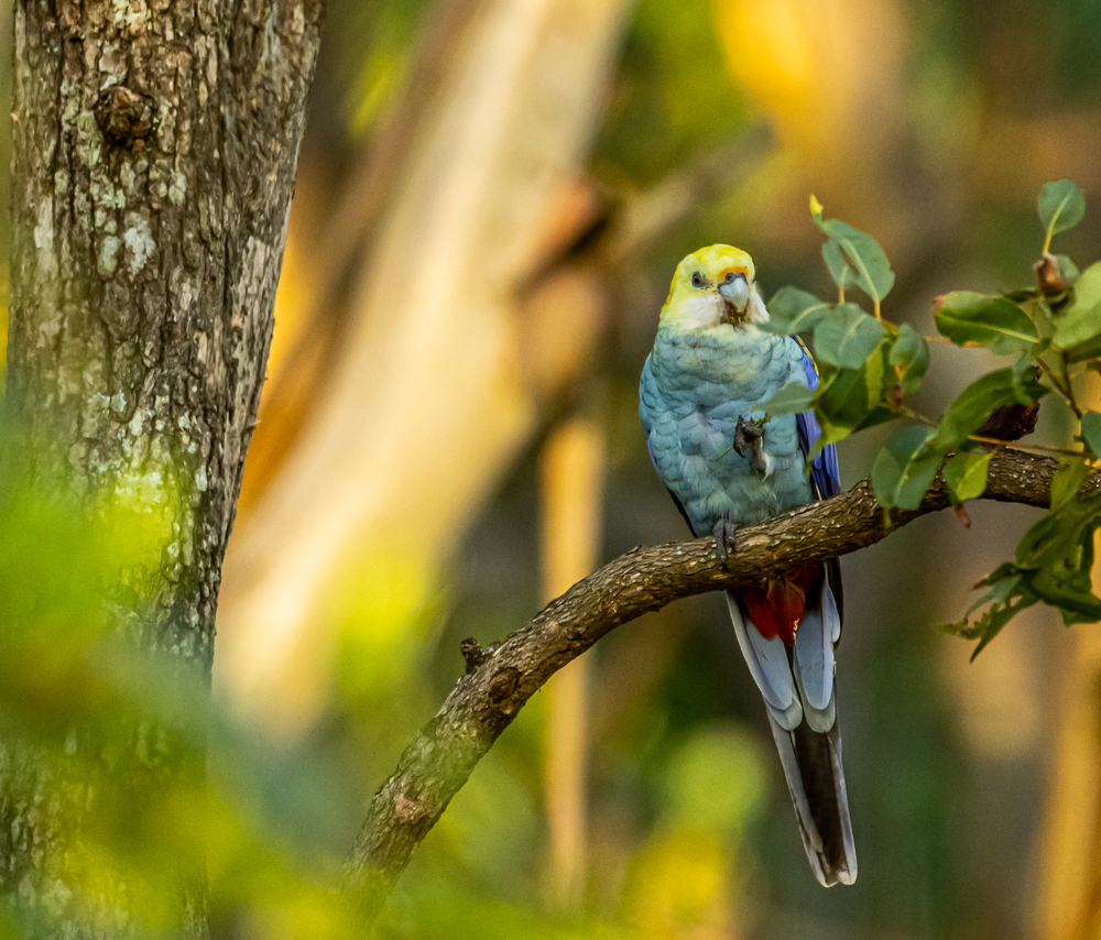 Pale-headed Rosella - ML631694400