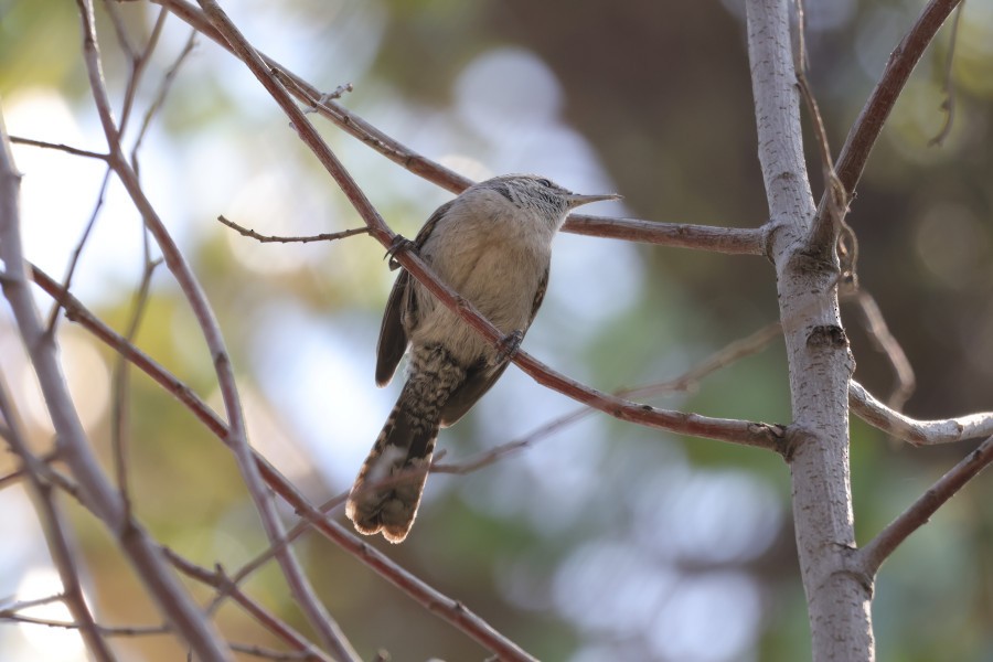 Bewick's Wren - ML631694601