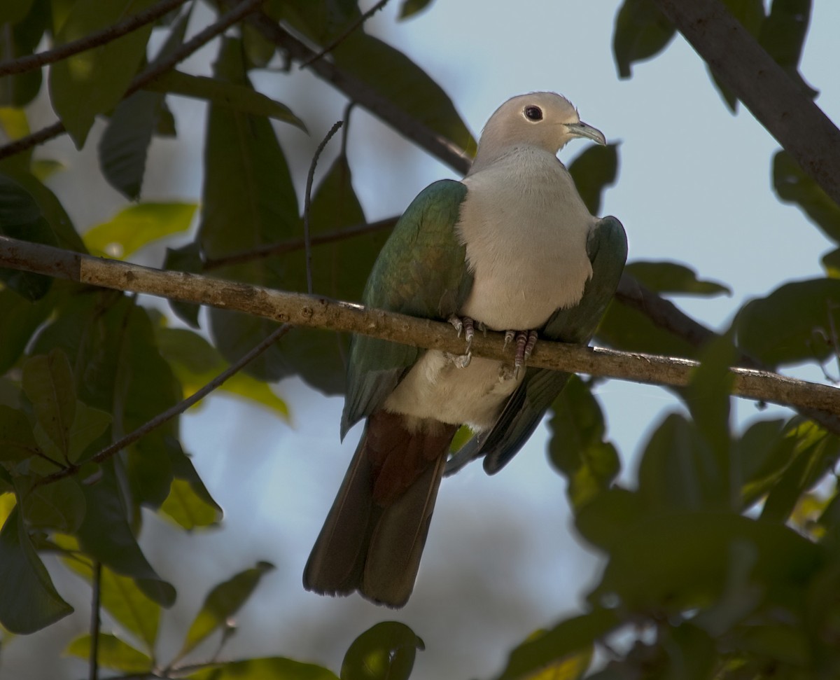 Green Imperial-Pigeon (Green) - ML631695068