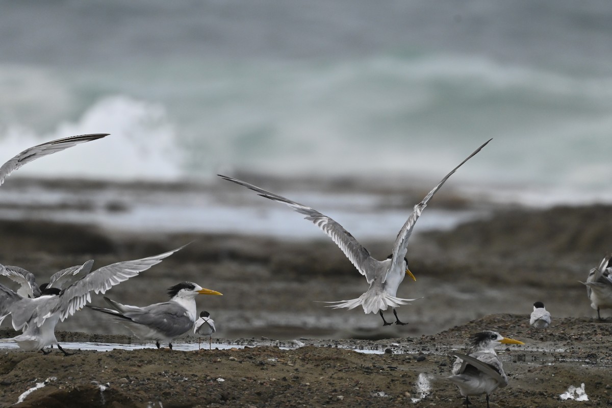 Great Crested Tern - ML631695222