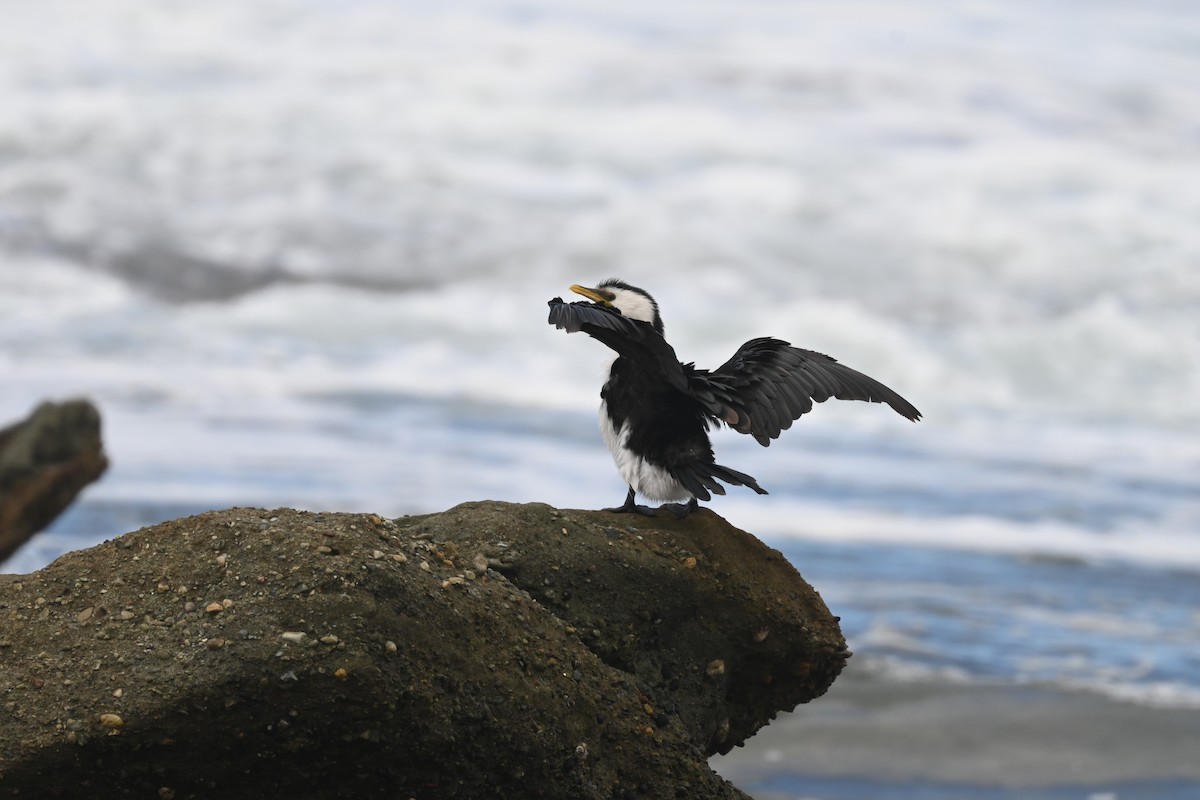 Little Pied Cormorant - ML631695236