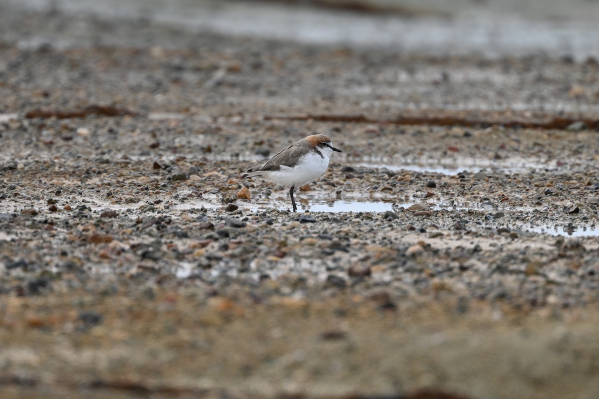 Red-capped Plover - ML631695248