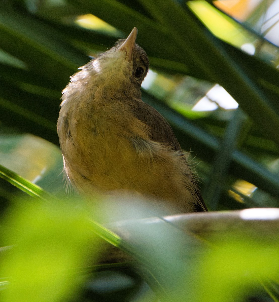 Rufous Shrikethrush - ML631695286