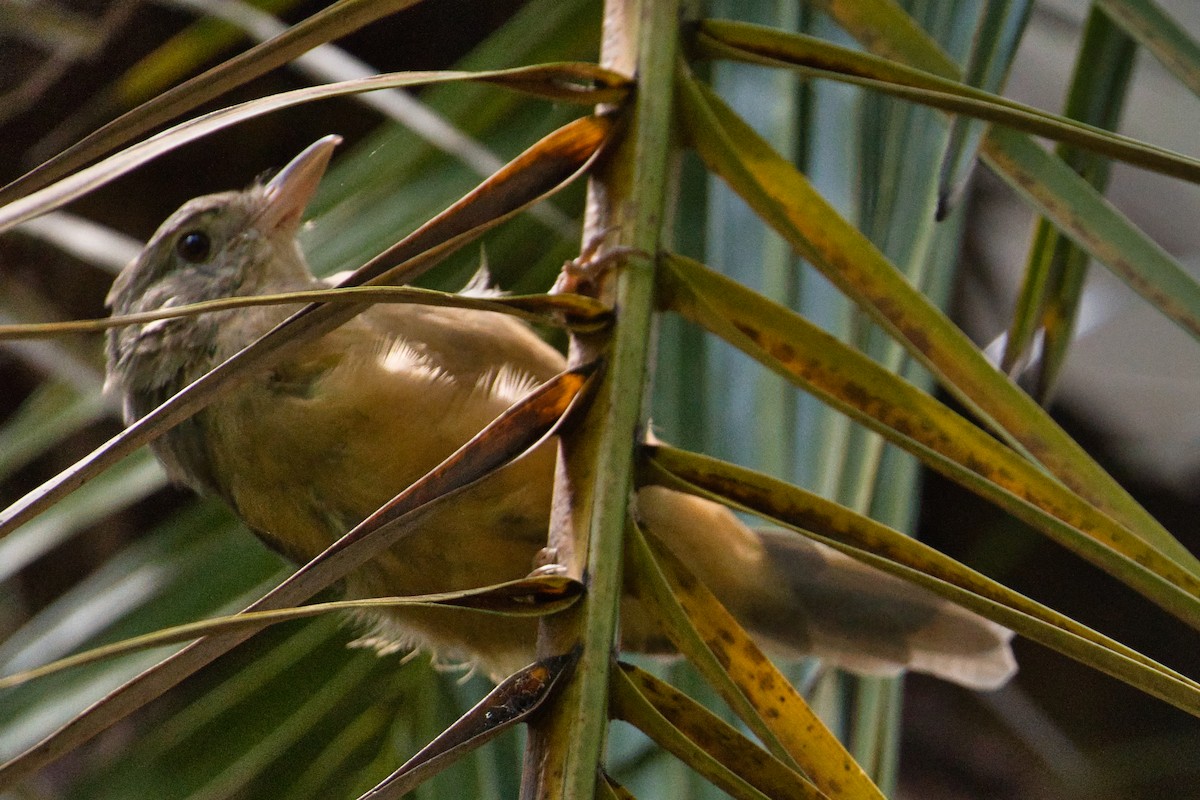 Rufous Shrikethrush - ML631695287