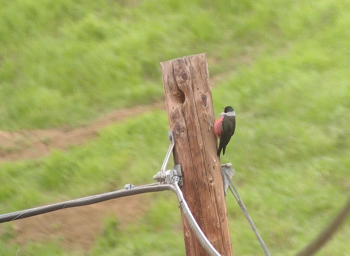 Lewis's Woodpecker - ML631695409