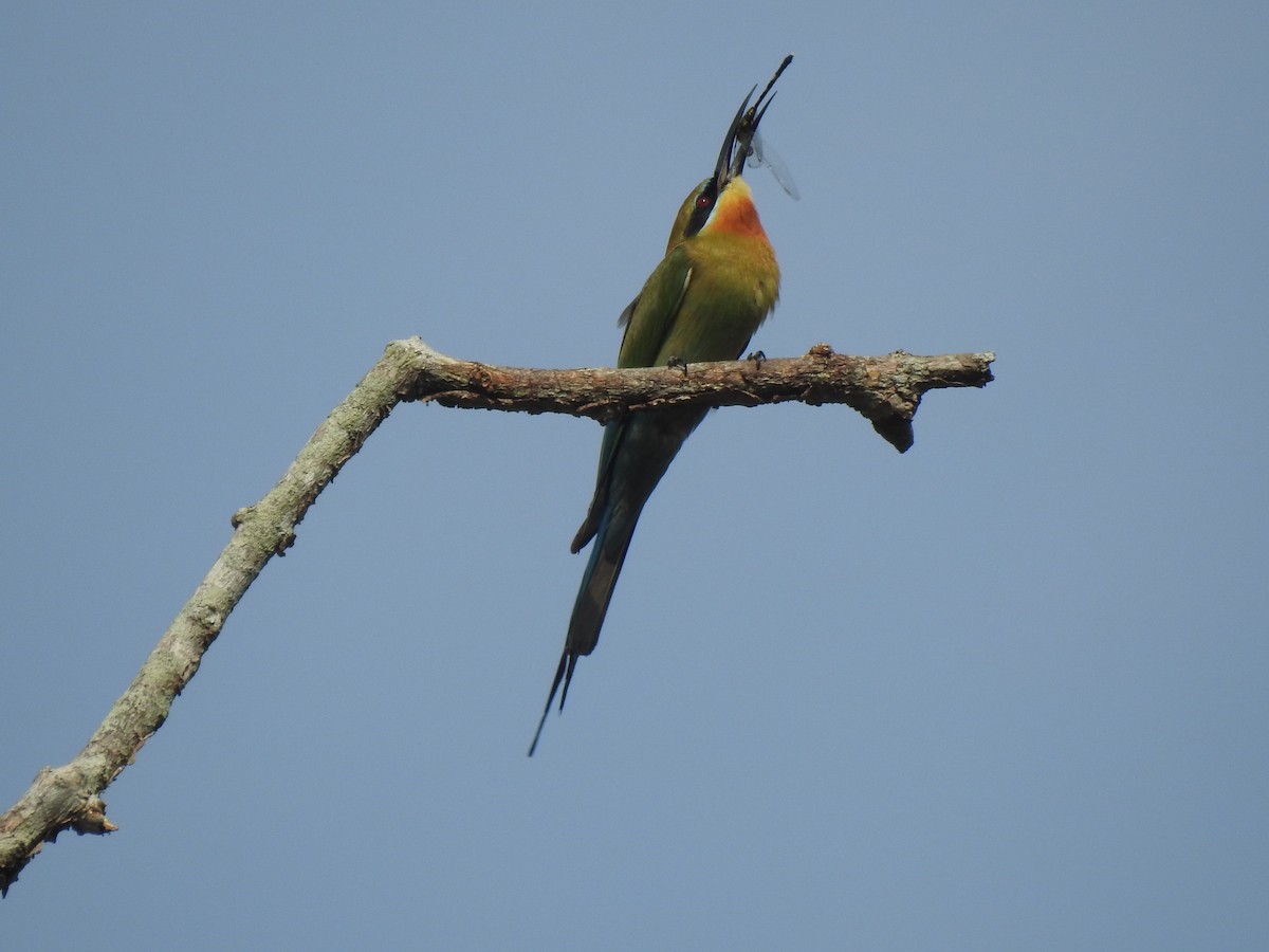 Blue-tailed Bee-eater - ML631695482