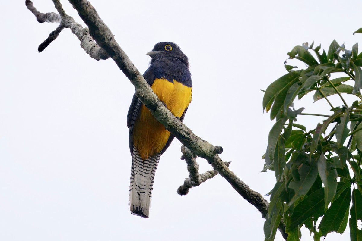 amazontrogon - ML631695613