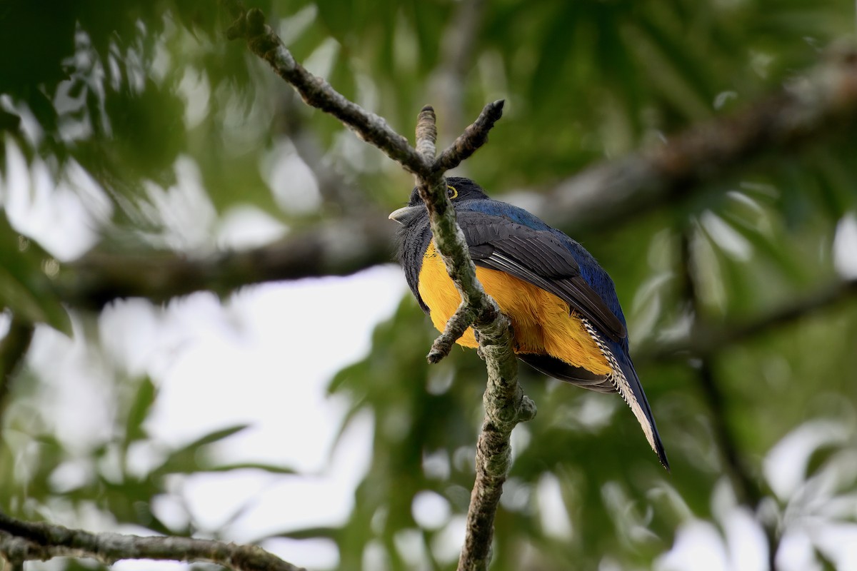 amazontrogon - ML631695614