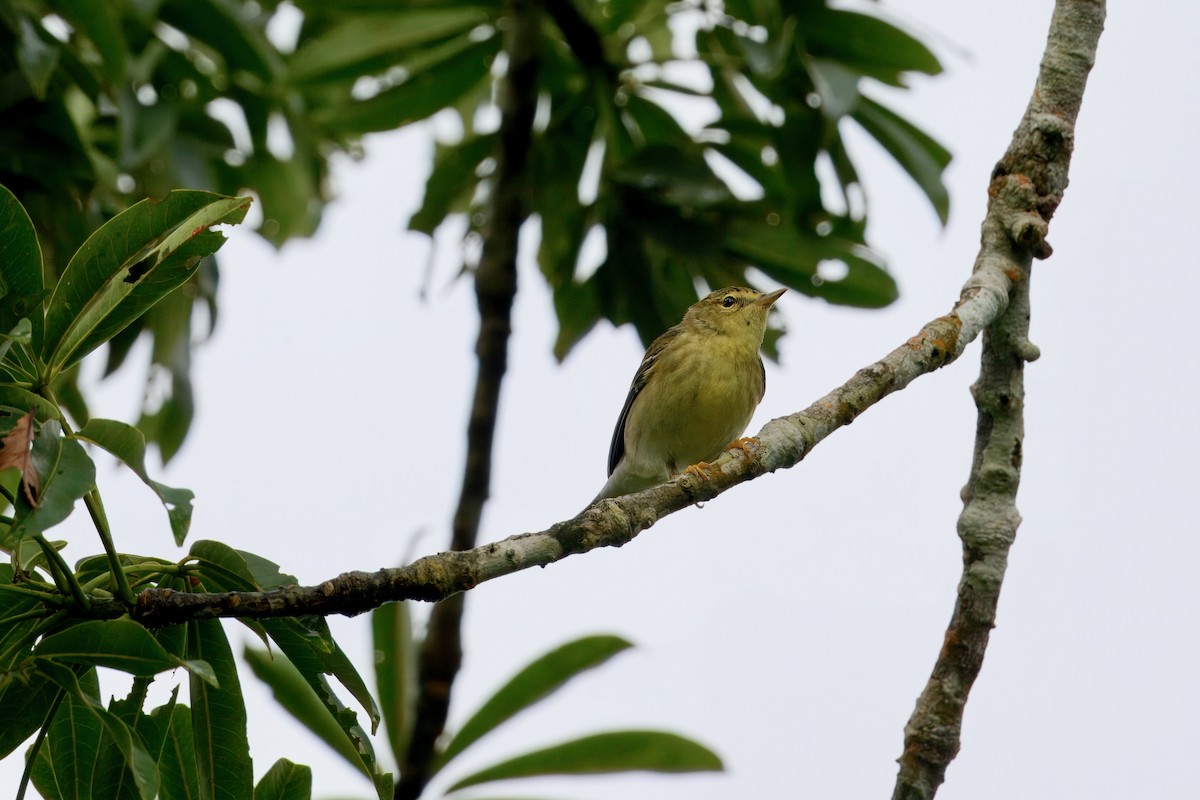 Blackpoll Warbler - ML631695681