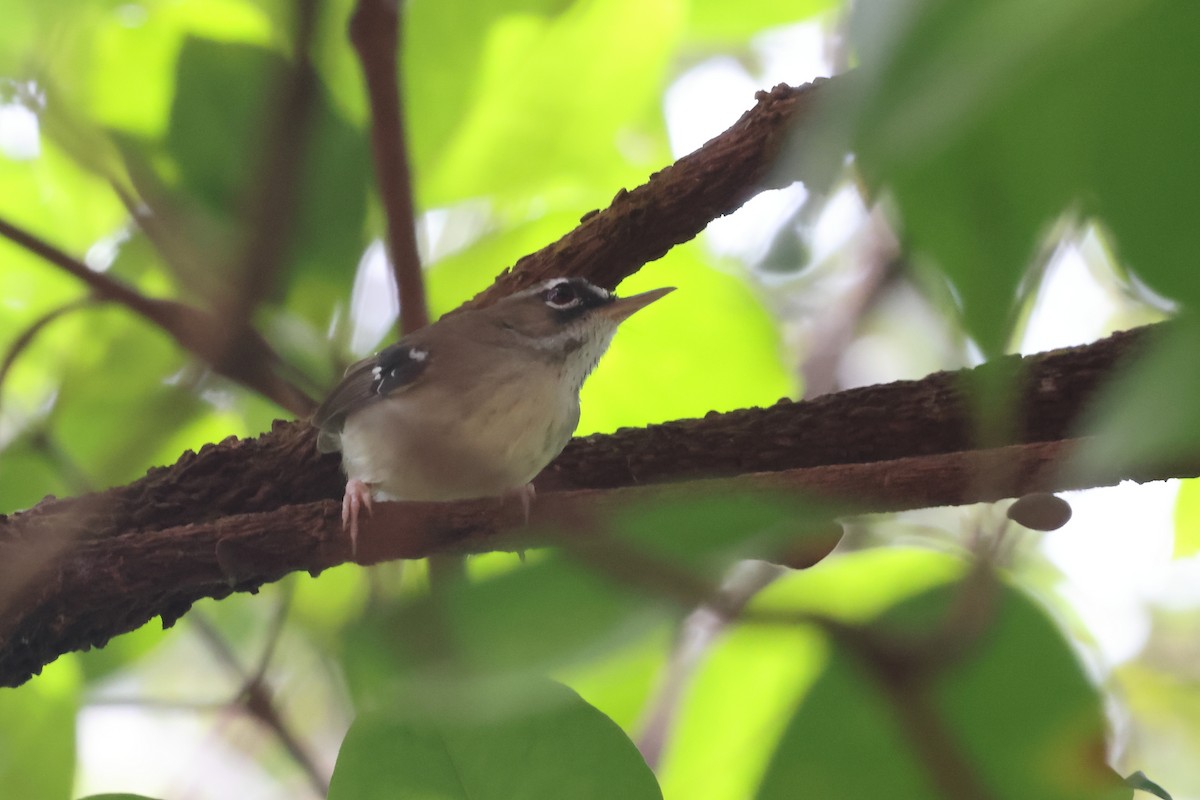 Tropical Scrubwren - ML631695887