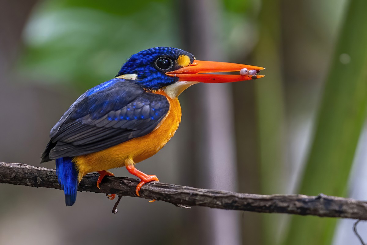 Moluccan Dwarf-Kingfisher (North Moluccan) - ML631695950