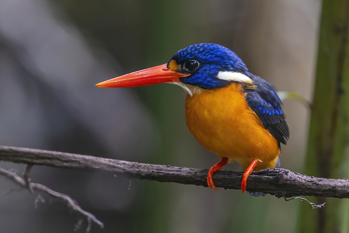 Moluccan Dwarf-Kingfisher (North Moluccan) - ML631695951
