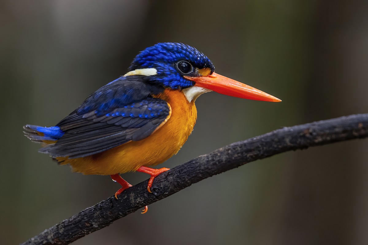 Moluccan Dwarf-Kingfisher (North Moluccan) - ML631695952