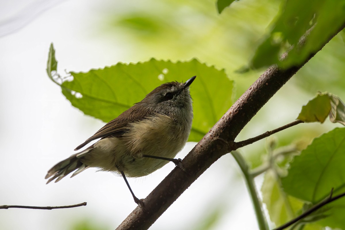 Brown Gerygone - ML631696119