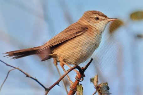 Paddyfield Warbler - ML631696268