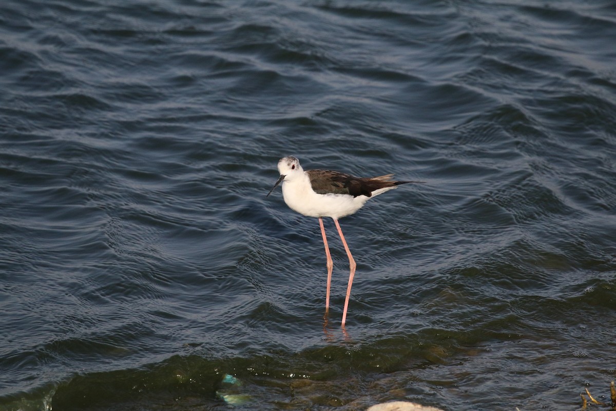 pisila čáponohá - ML631696277