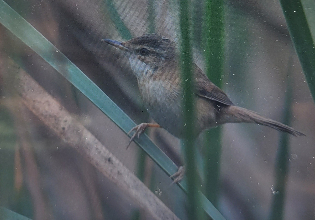 Paddyfield Warbler - ML631696330