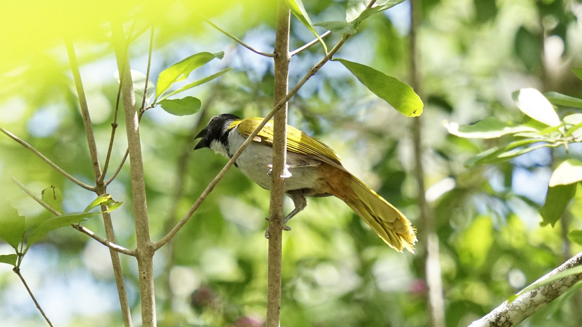 Black-headed Saltator - ML631696674