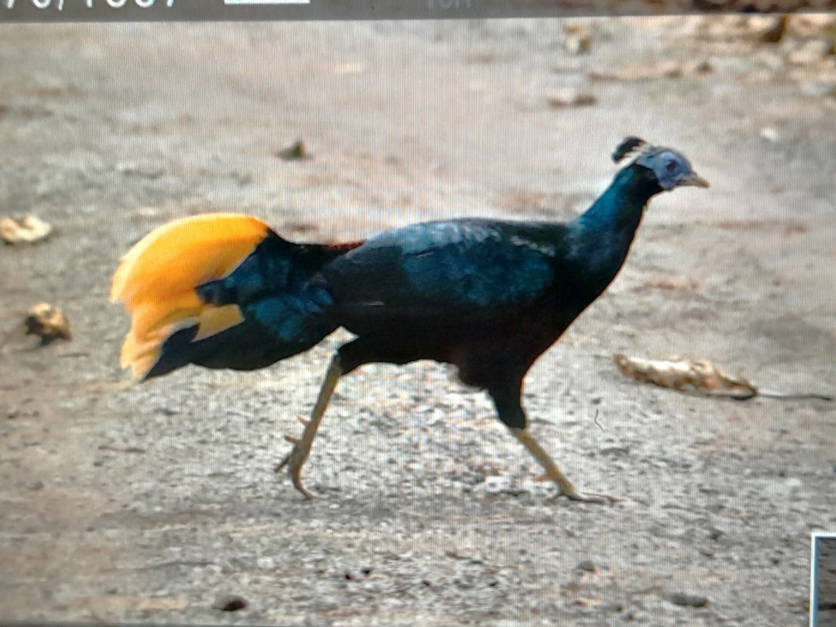 Bornean Crested Fireback - ML631696788