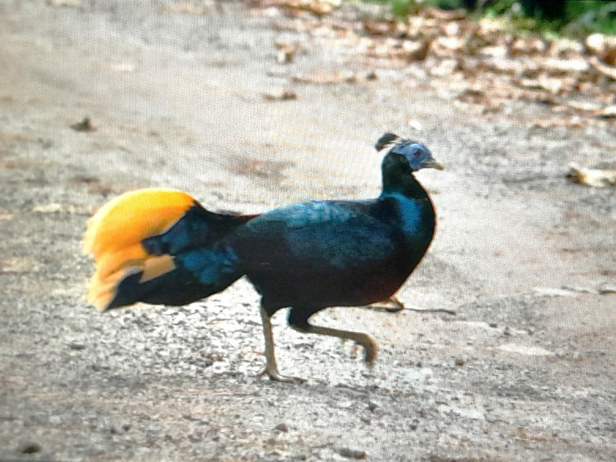 Bornean Crested Fireback - ML631696797
