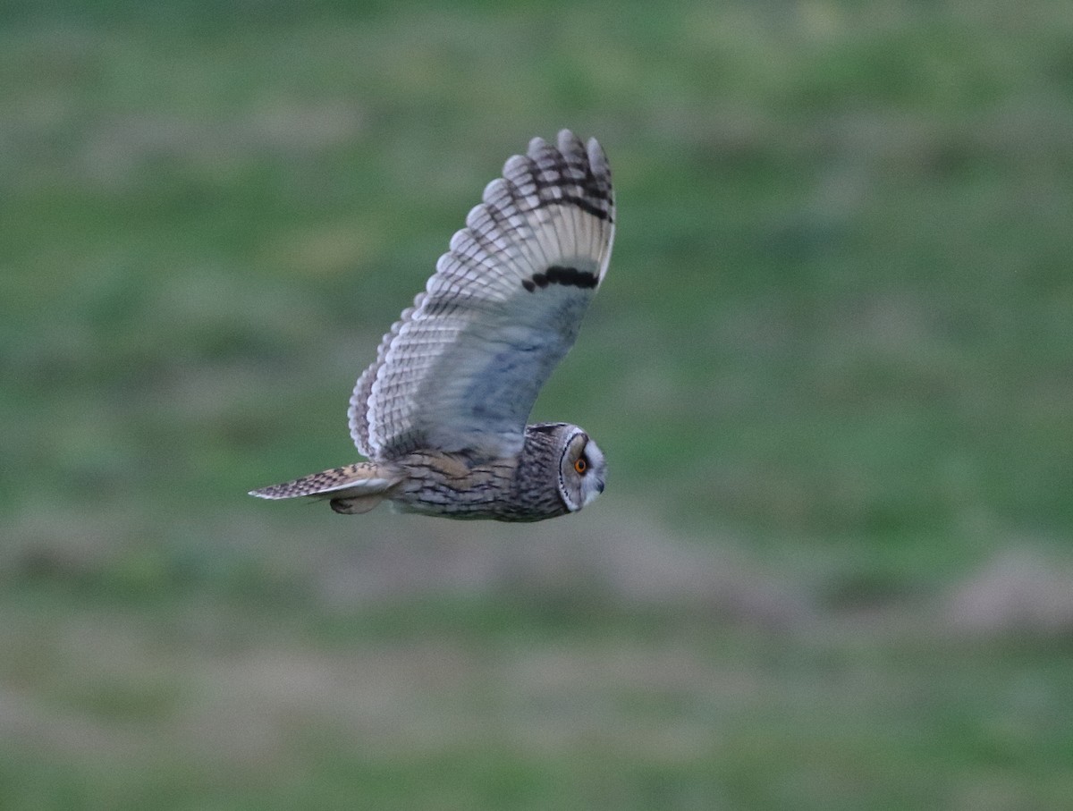 Long-eared Owl (Eurasian) - ML631696799